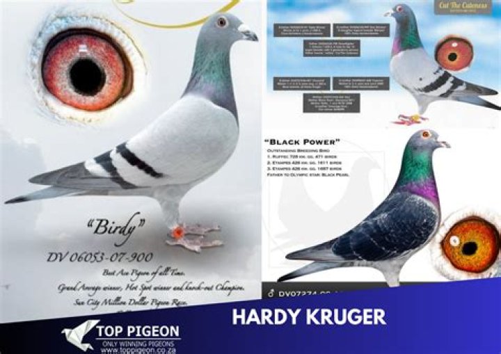 Hardy Krüger Fortune