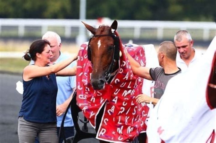 Mort Cheval Galius